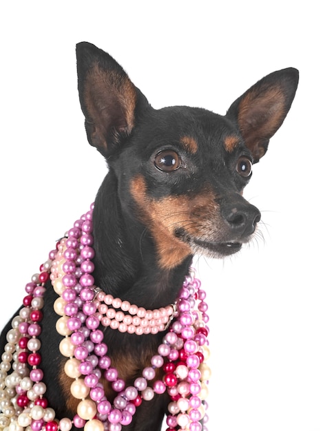 Cane pinscher in miniatura