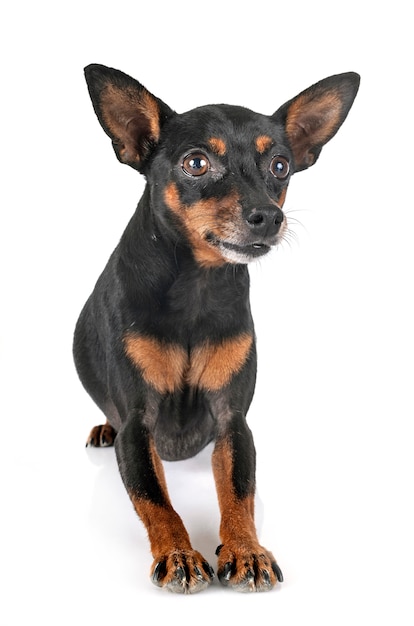 Cane pinscher in miniatura