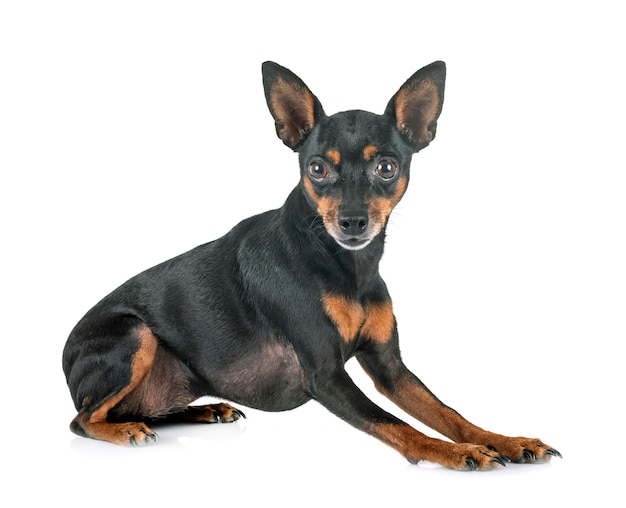 Miniature pinscher dog