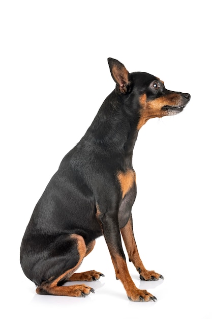 Miniature pinscher dog