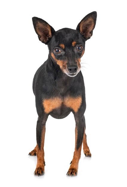 Cane pinscher in miniatura