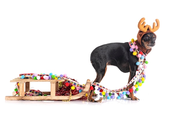 Miniature pinscher in front of white background