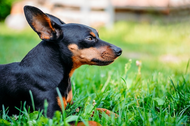 Pinscher miniatura in erba verde