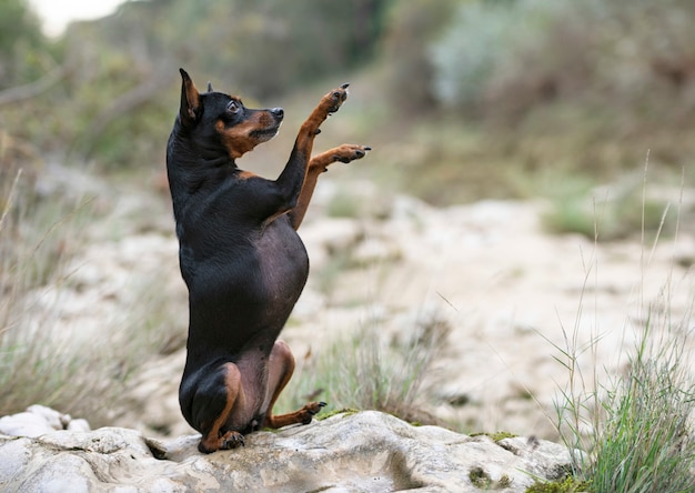 Miniature pinscher in nature