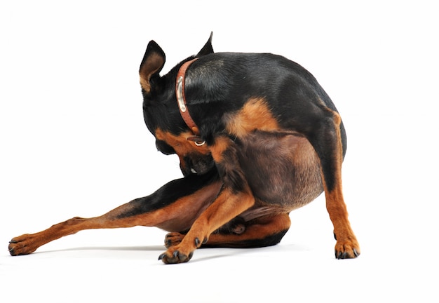 Miniature pinscher scratching on a white background