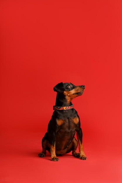 Photo miniature pinscher sits on a red background