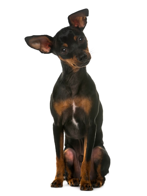 Miniature Pinscher sitting in front of a white wall