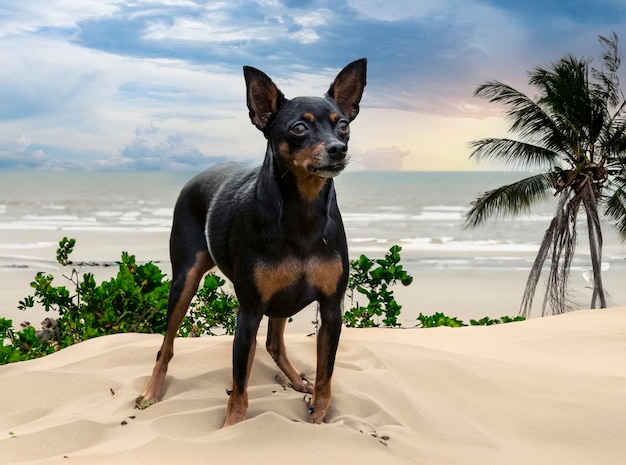 miniature pinscher in summer