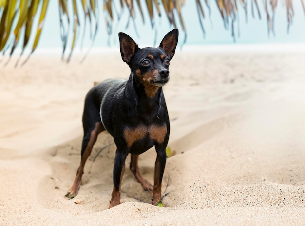 miniature pinscher in summer