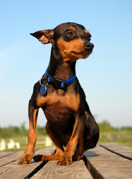 Miniature pinscher