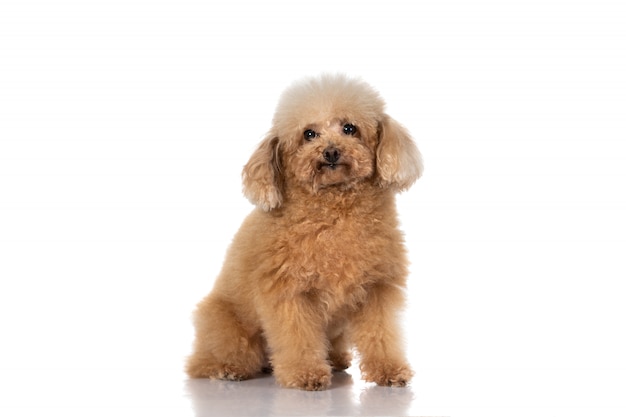 Miniature poodle dog 