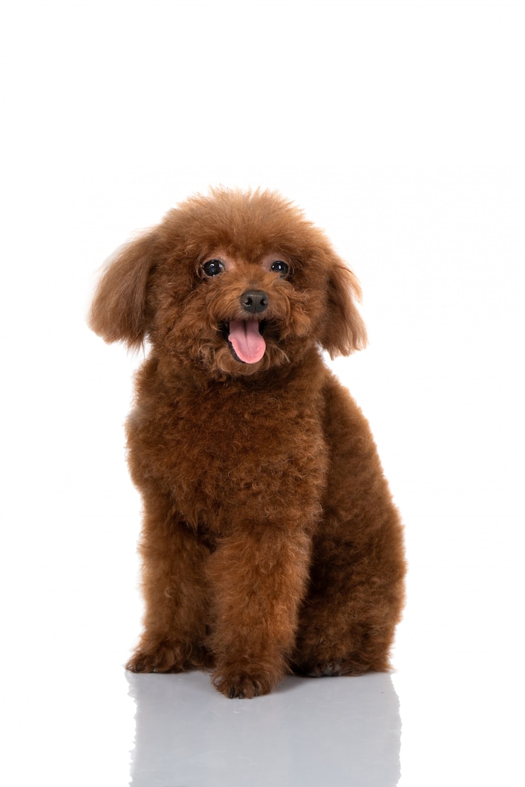 Photo ミニチュアプードル犬