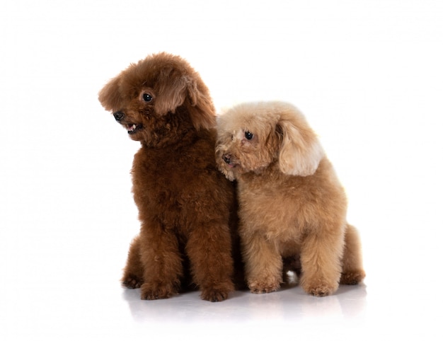 Miniature poodle dog 