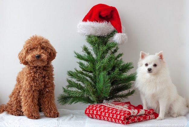 A miniature poodle and a white pomeranian sit near an artificial christmas tree