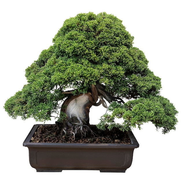 Miniature potted tree in bonsai style isolated