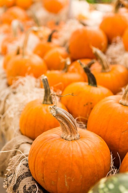 Miniature pumpkins at the pumpkin patch.