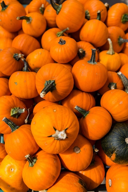 Miniature pumpkins at the pumpkin patch.