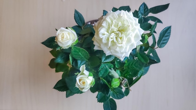 Miniature rose bush in a flowerpot in the sunlightDwarf white rose beautiful gift for a birthday Valentine's day Indoor plant