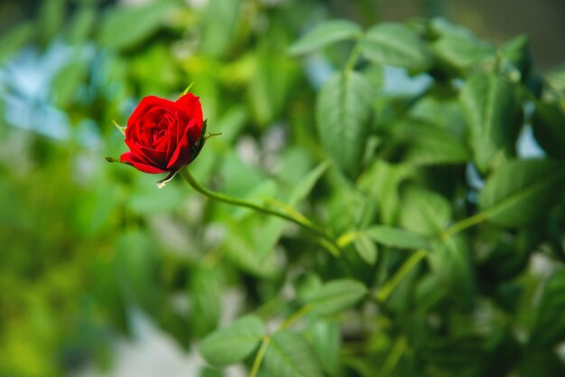 Photo miniature roses are true roses that have been selectively bred to stay small in size most