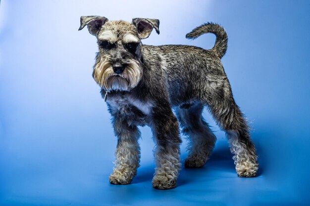 Miniature Schnauzer 1 year old standing in front of studio background