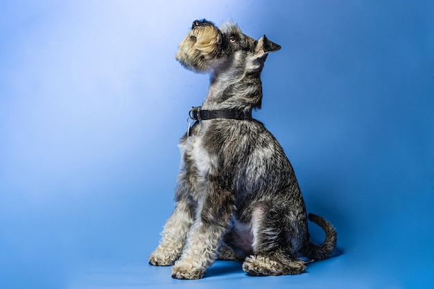 Foto schnauzer miniatura 1 anno in piedi davanti allo sfondo dello studio