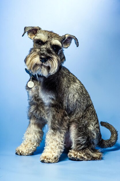 Foto schnauzer miniatura 1 anno in piedi davanti allo sfondo dello studio