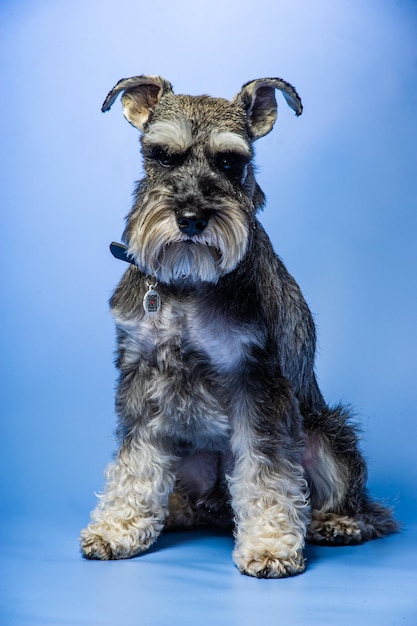 Foto schnauzer miniatura 1 anno in piedi davanti allo sfondo dello studio