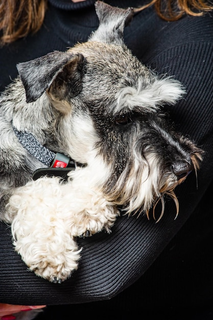 Foto schnauzer miniatura 1 anno in piedi davanti allo sfondo dello studio