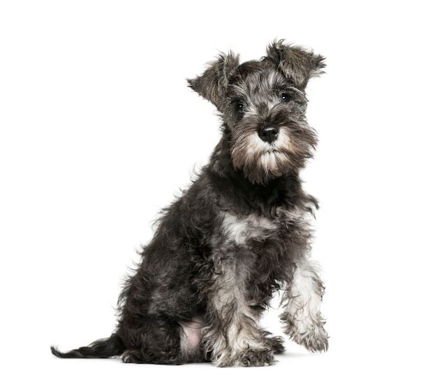 Miniature Schnauzer, 3 months old, sitting in front of white background