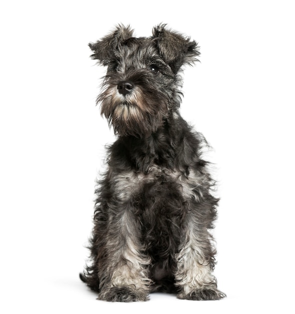 Miniature Schnauzer, 3 months old, sitting in front of white