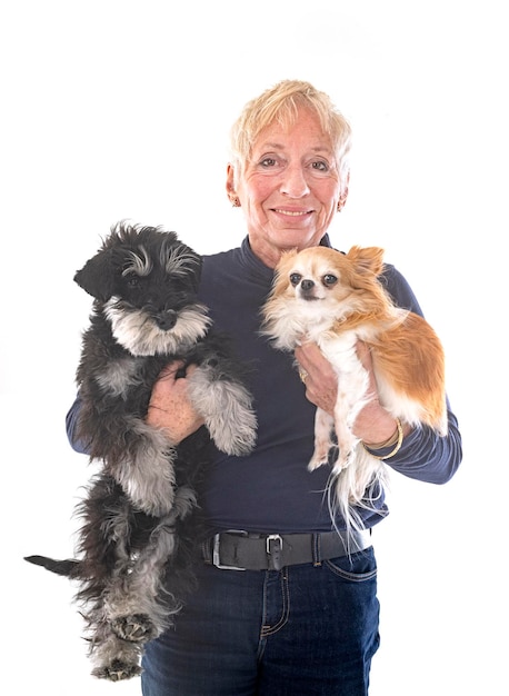 Miniature schnauzer chihuahua and woman in studio