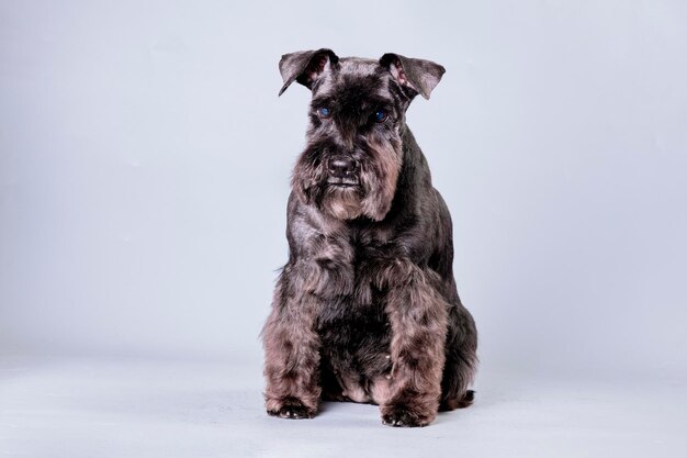 the miniature schnauzer dog after trimming on a gray background