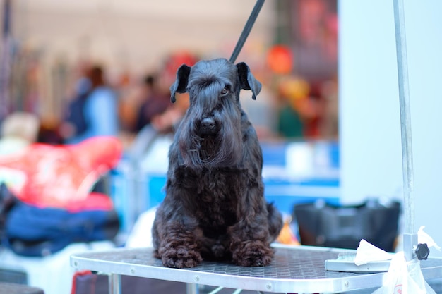 ドッグショーでのグリーミングテーブルの上のミニチュア・シュナウザー犬