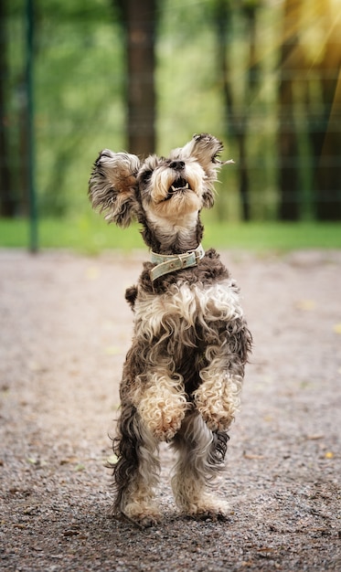 Miniature schnauzer dog stands on its hind legs and asks for a treat