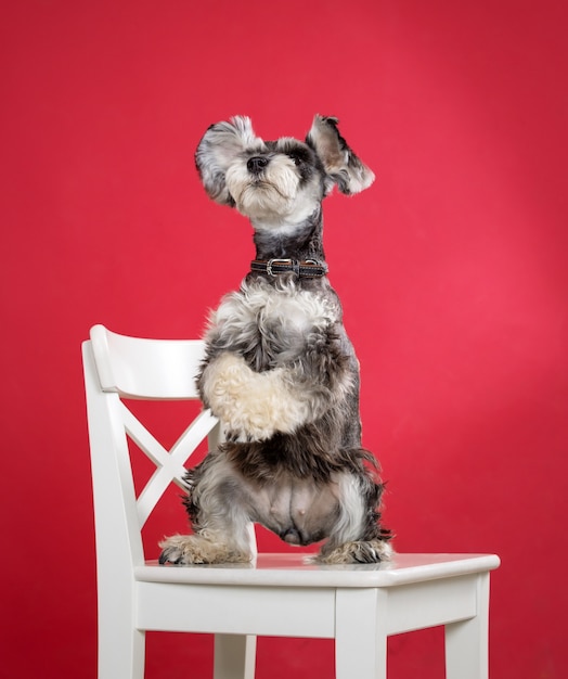 Miniature schnauzer dog stands on its hind legs on a chair in the studio