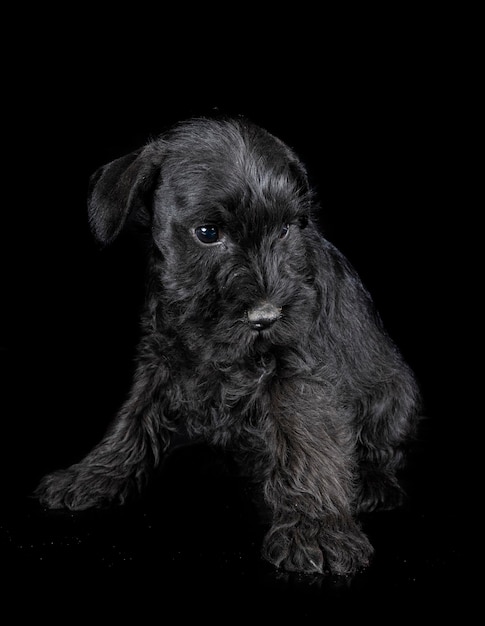 miniature schnauzer in front of black background