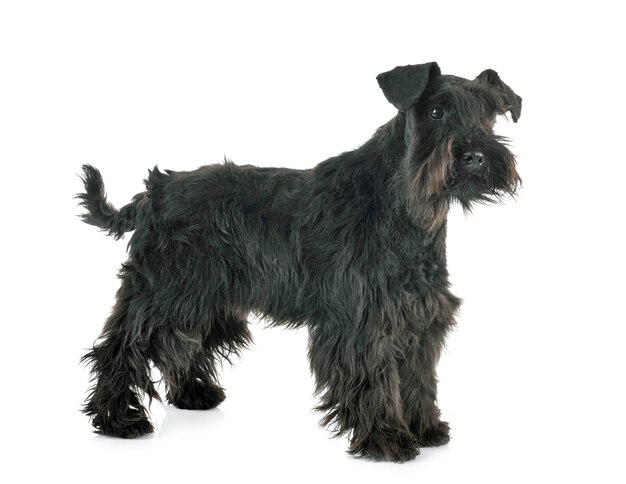 Miniature schnauzer in front of white background