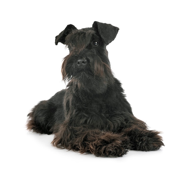 Miniature schnauzer in front of white background