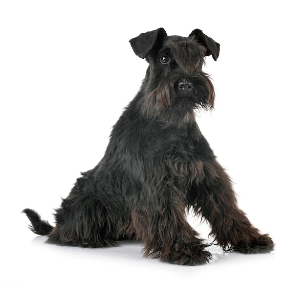 Miniature schnauzer in front of white background