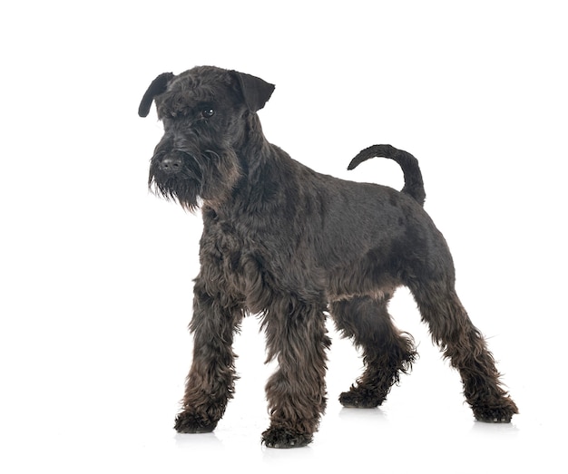 Miniature schnauzer in front of white background