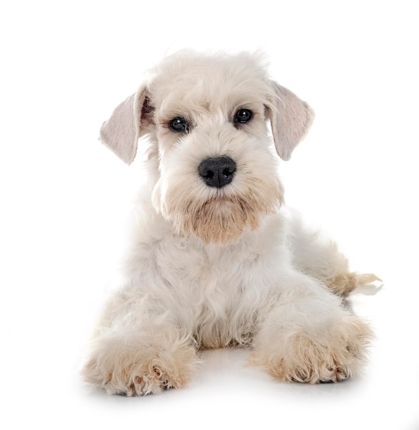 miniature schnauzer in front of white background