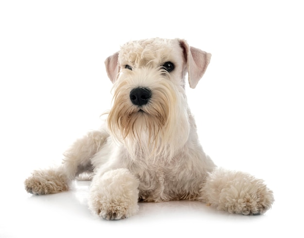Miniature schnauzer in front on white isolated