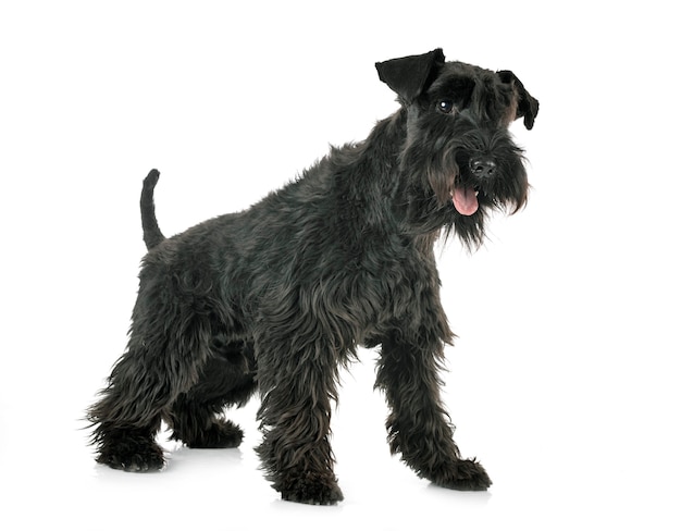 Miniature schnauzer in front on white isolated