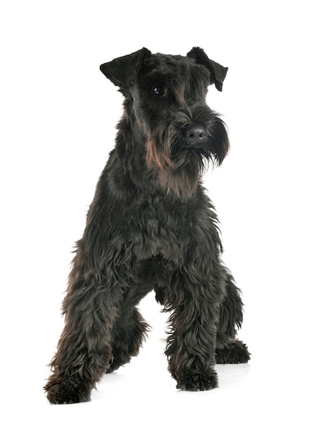 Miniature schnauzer in front on white isolated