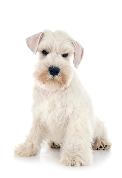 Miniature schnauzer in front of white surface