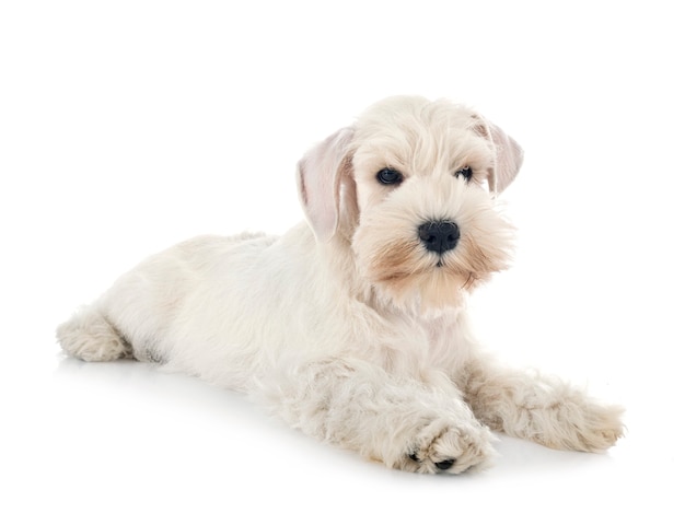 Miniature schnauzer in front of white surface