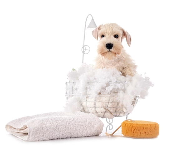 Miniature schnauzer in front of white surface