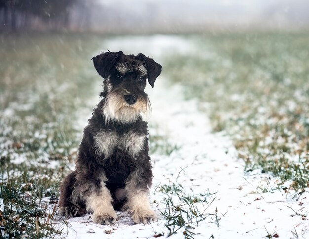 miniature schnauzer in front of winter background