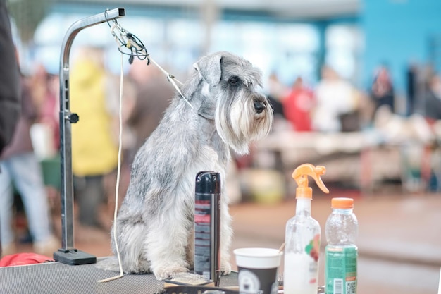 Miniature schnauzer on the grooming table during preparation for the dog show