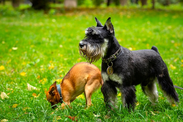 Miniature Schnauzer plays on a green meadow...